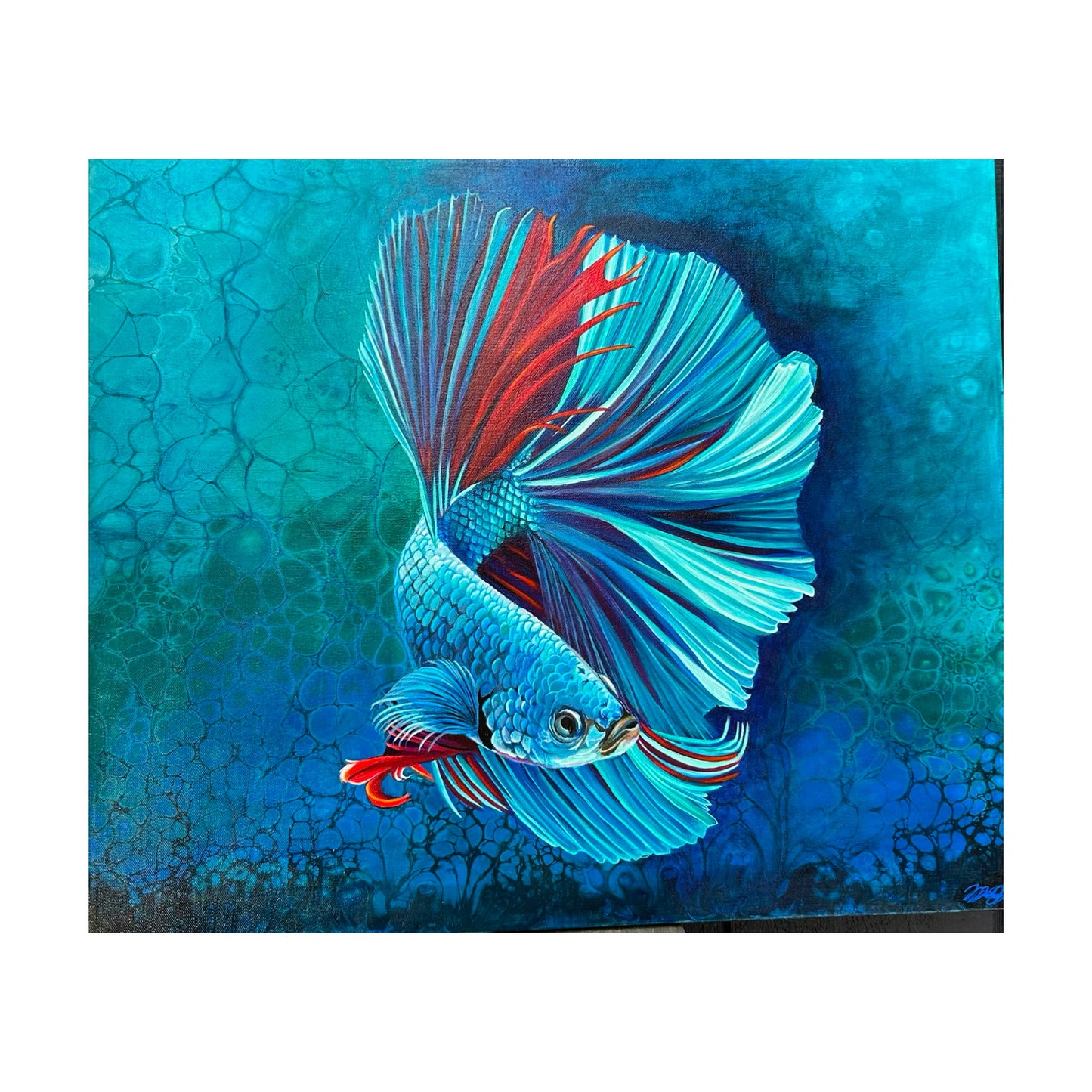 Aqua Betta