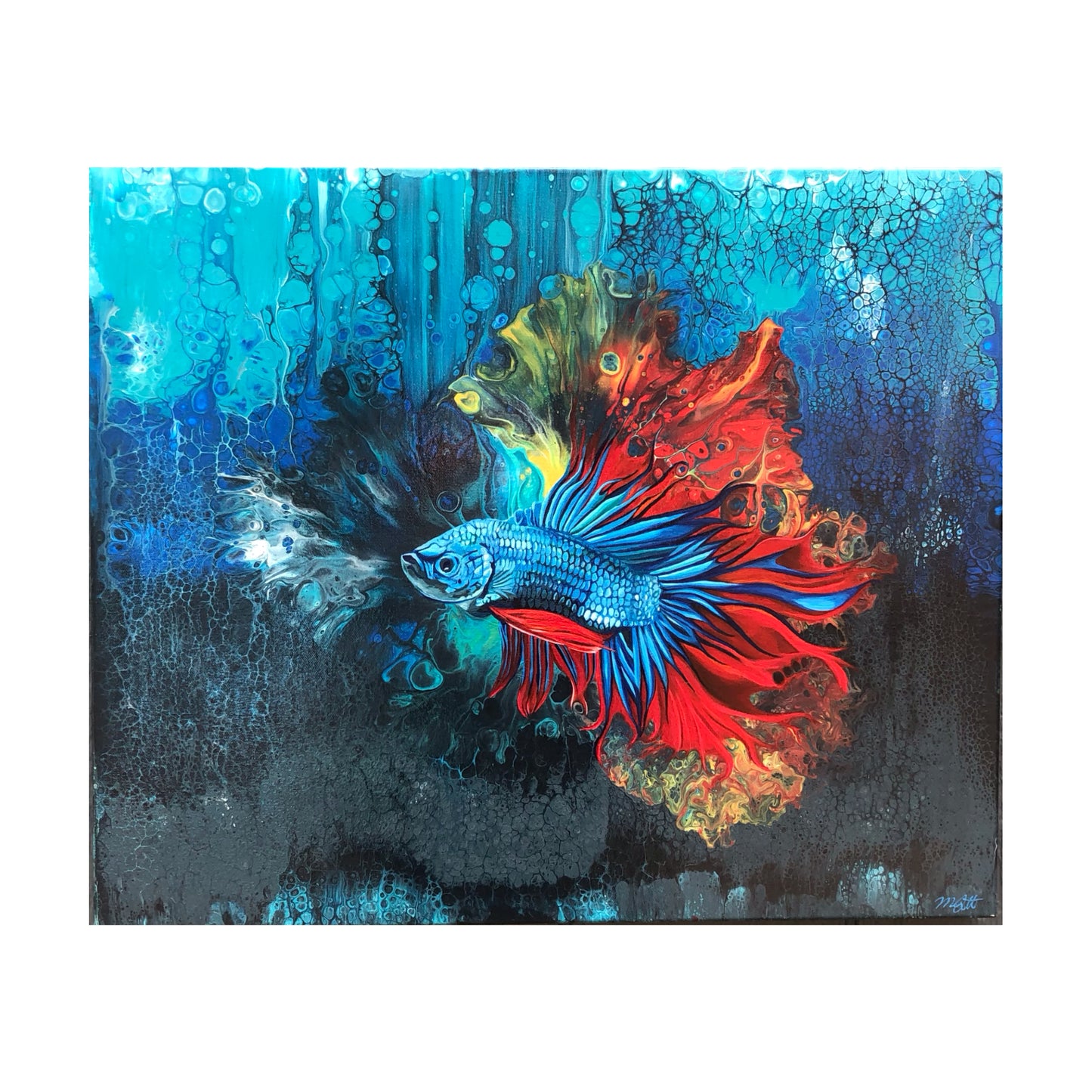 Rainbow Betta