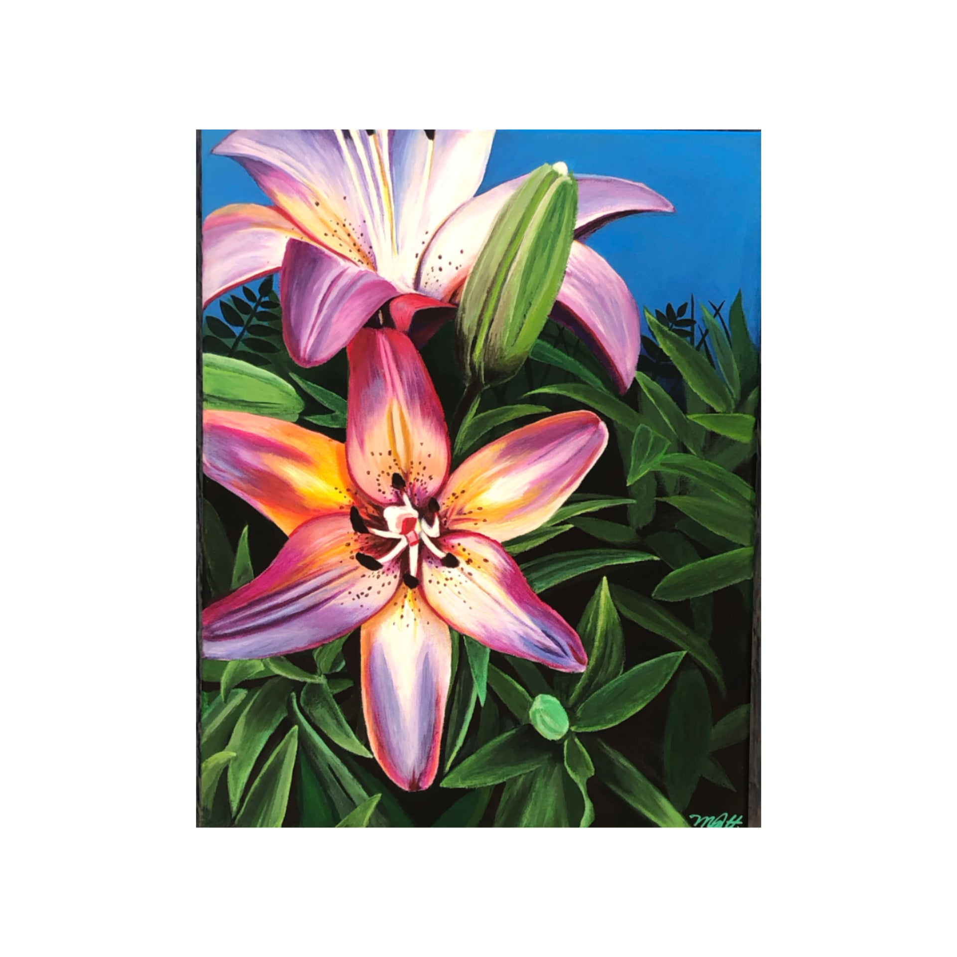 sunset lily flower Royal Sunset Lily